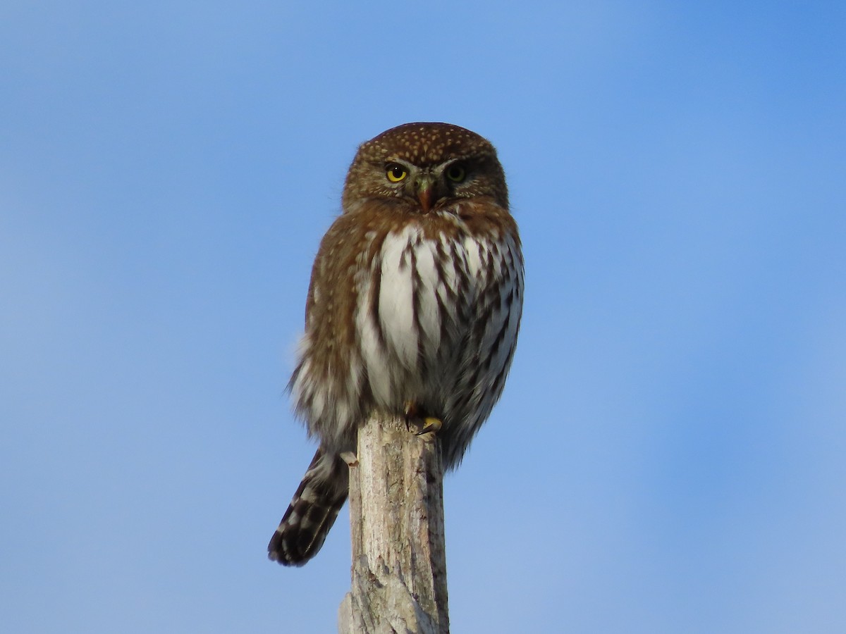 Northern Pygmy-Owl - ML612307201