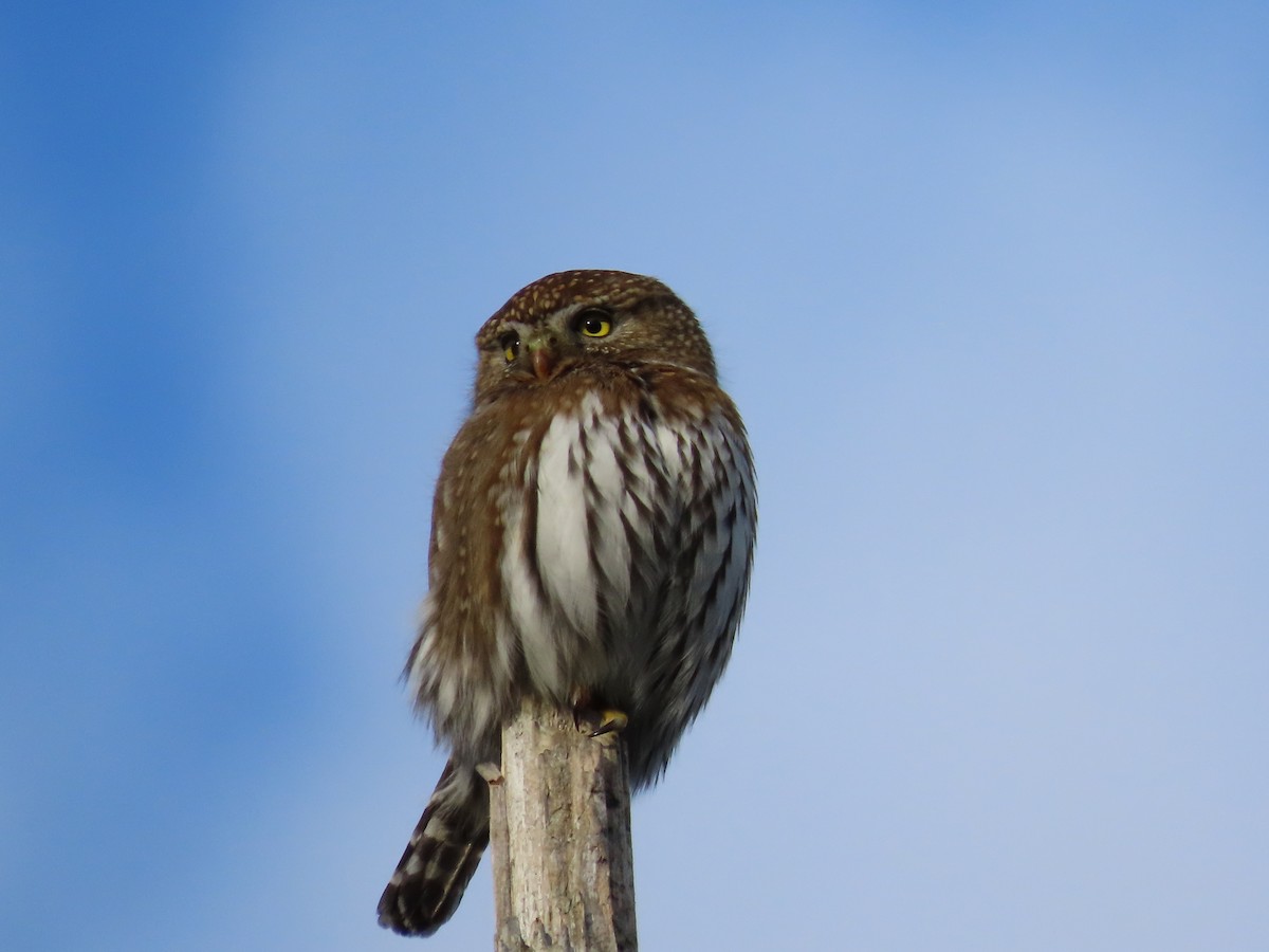 Northern Pygmy-Owl - ML612307238