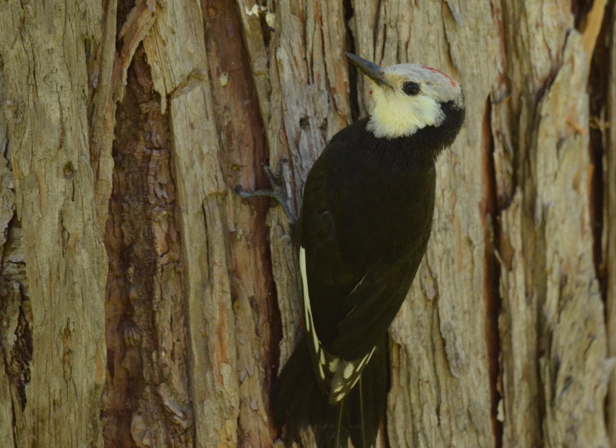 White-headed Woodpecker - ML612307331