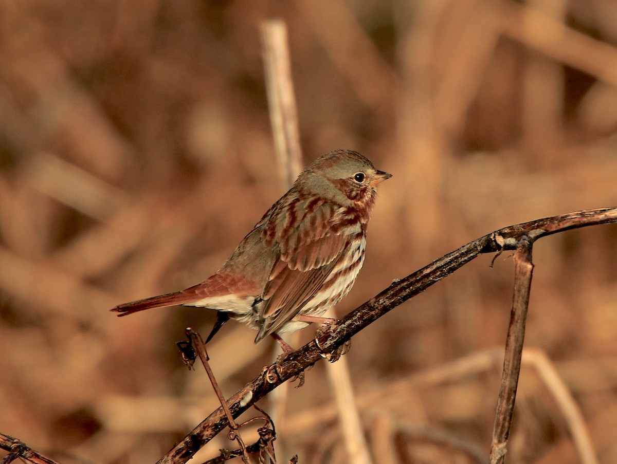 Fox Sparrow - ML612307394