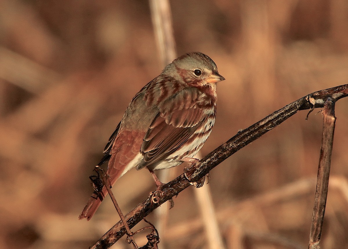 Fox Sparrow - ML612307401