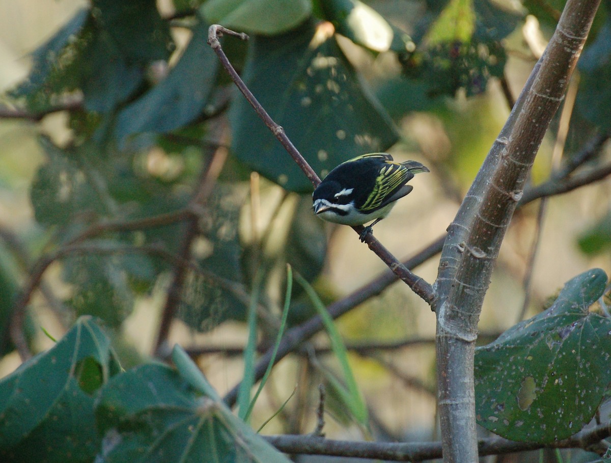 Yellow-rumped Tinkerbird - ML612307436