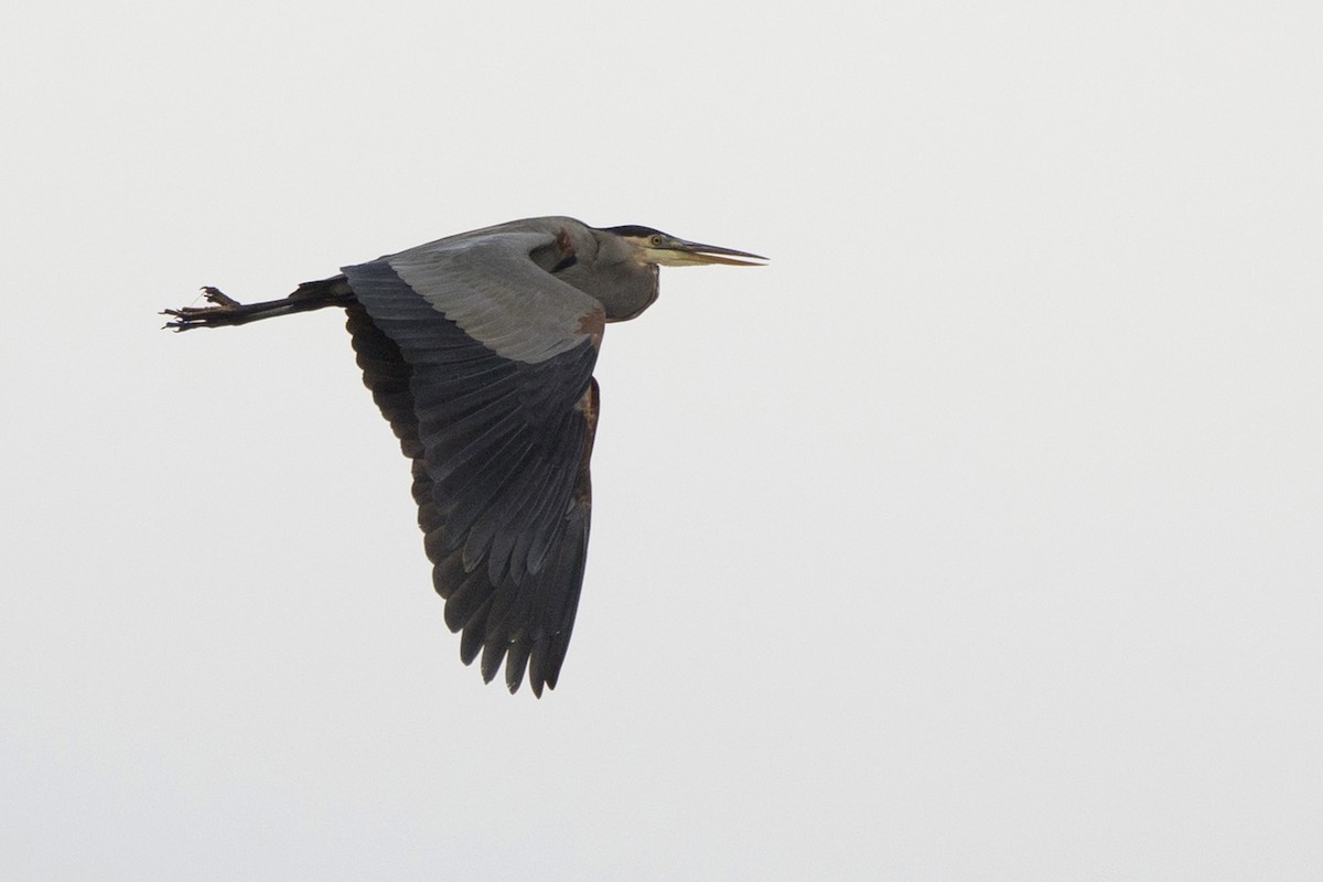 Great Blue Heron - ML612307439