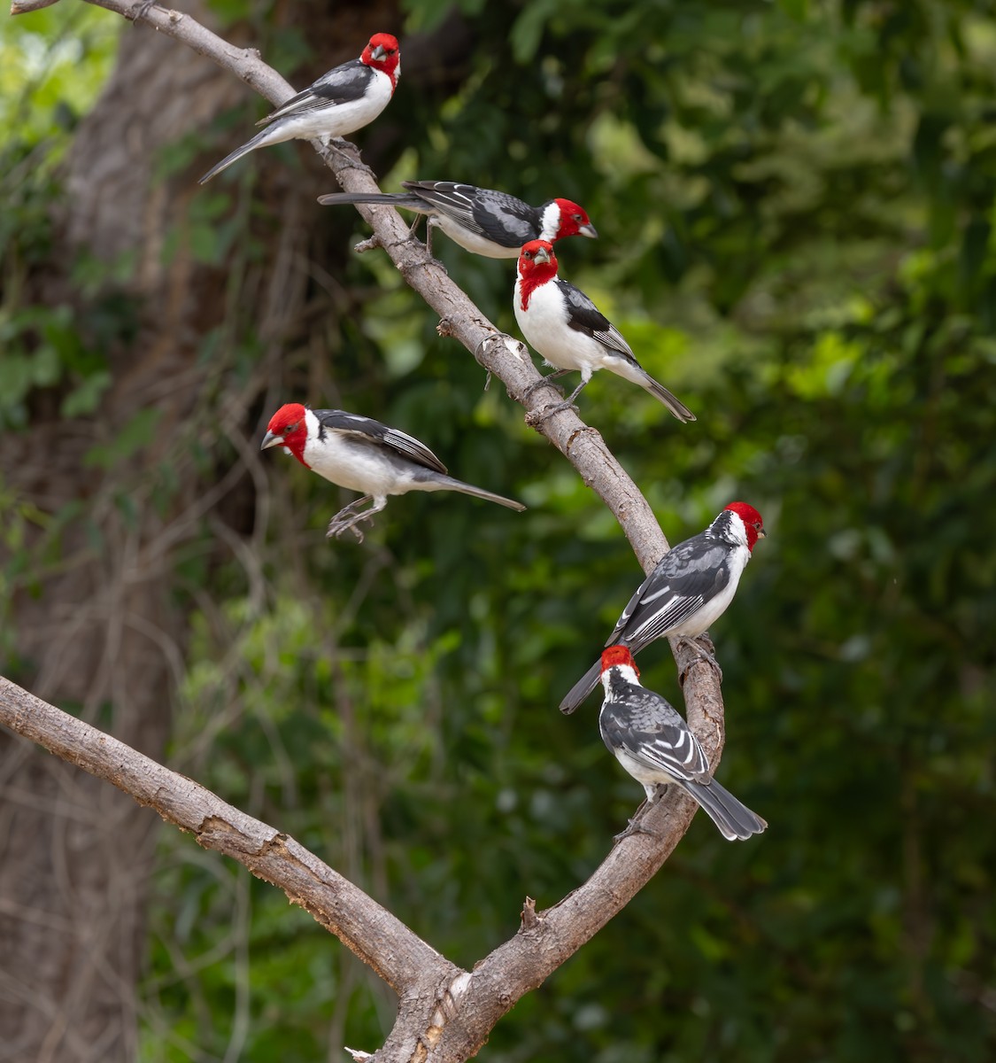 Red-cowled Cardinal - ML612307468