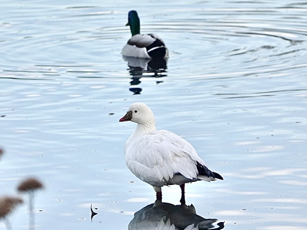 Ross's Goose - ML612307499