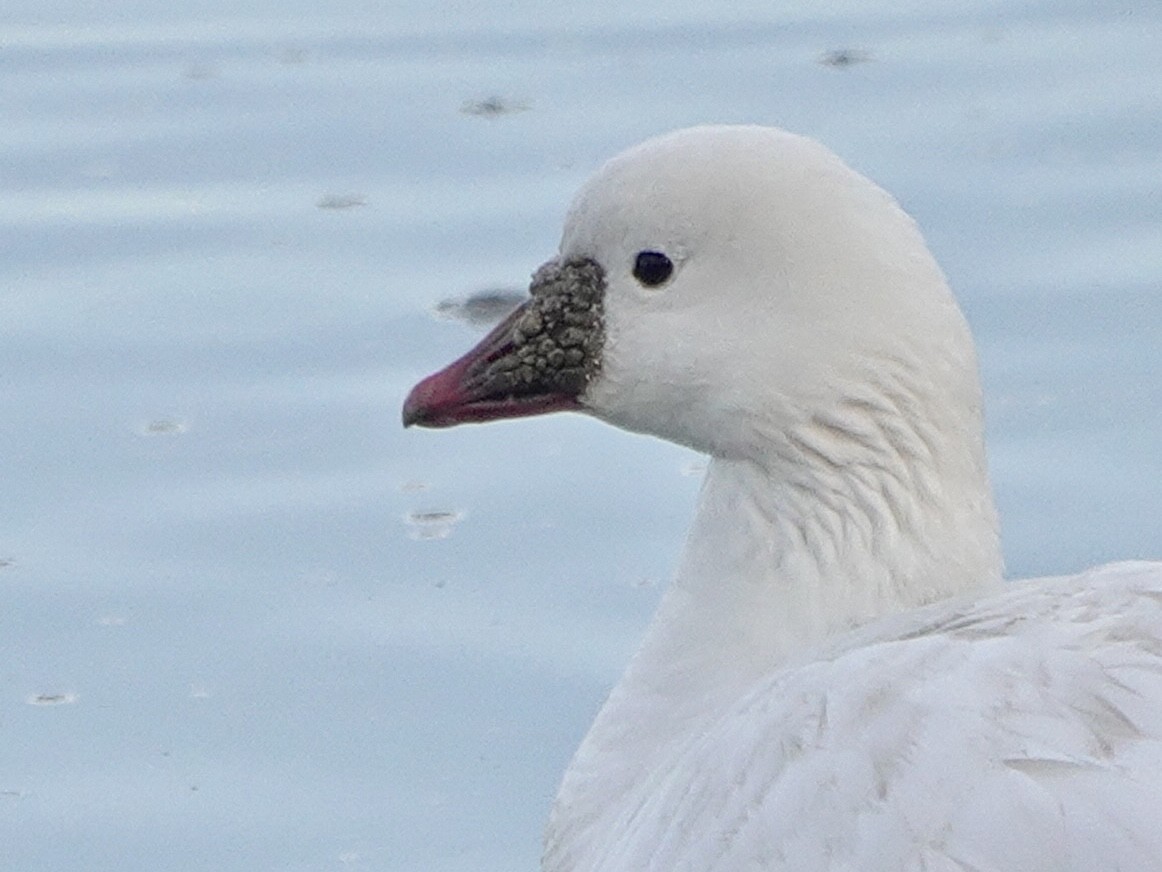 Ross's Goose - ML612307500