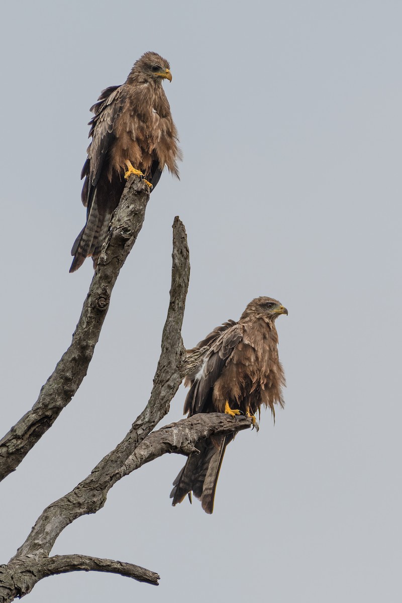 Black Kite - ML612307553