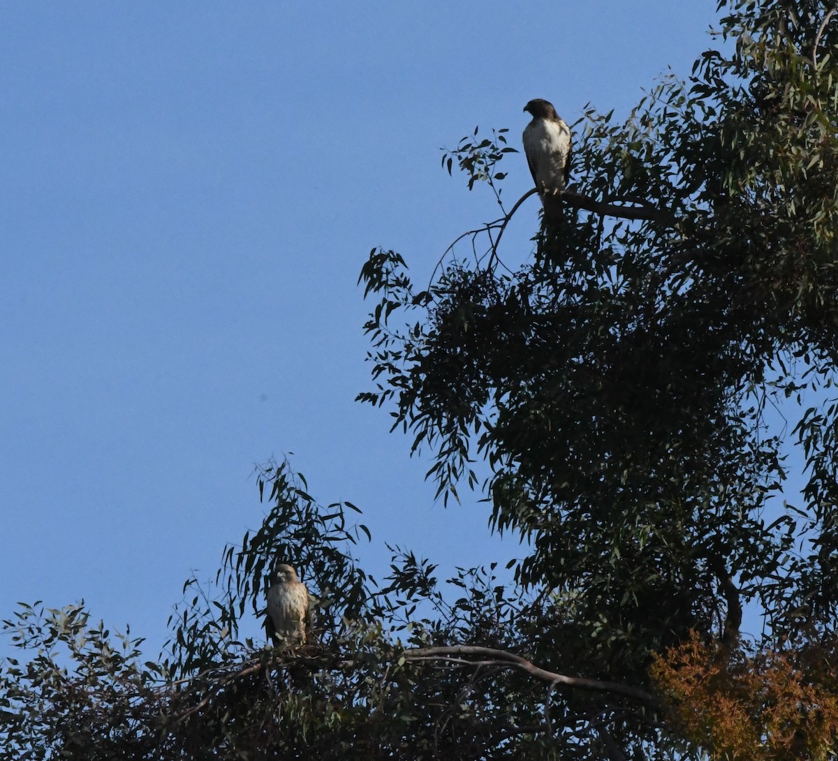 Rotschwanzbussard - ML612307601