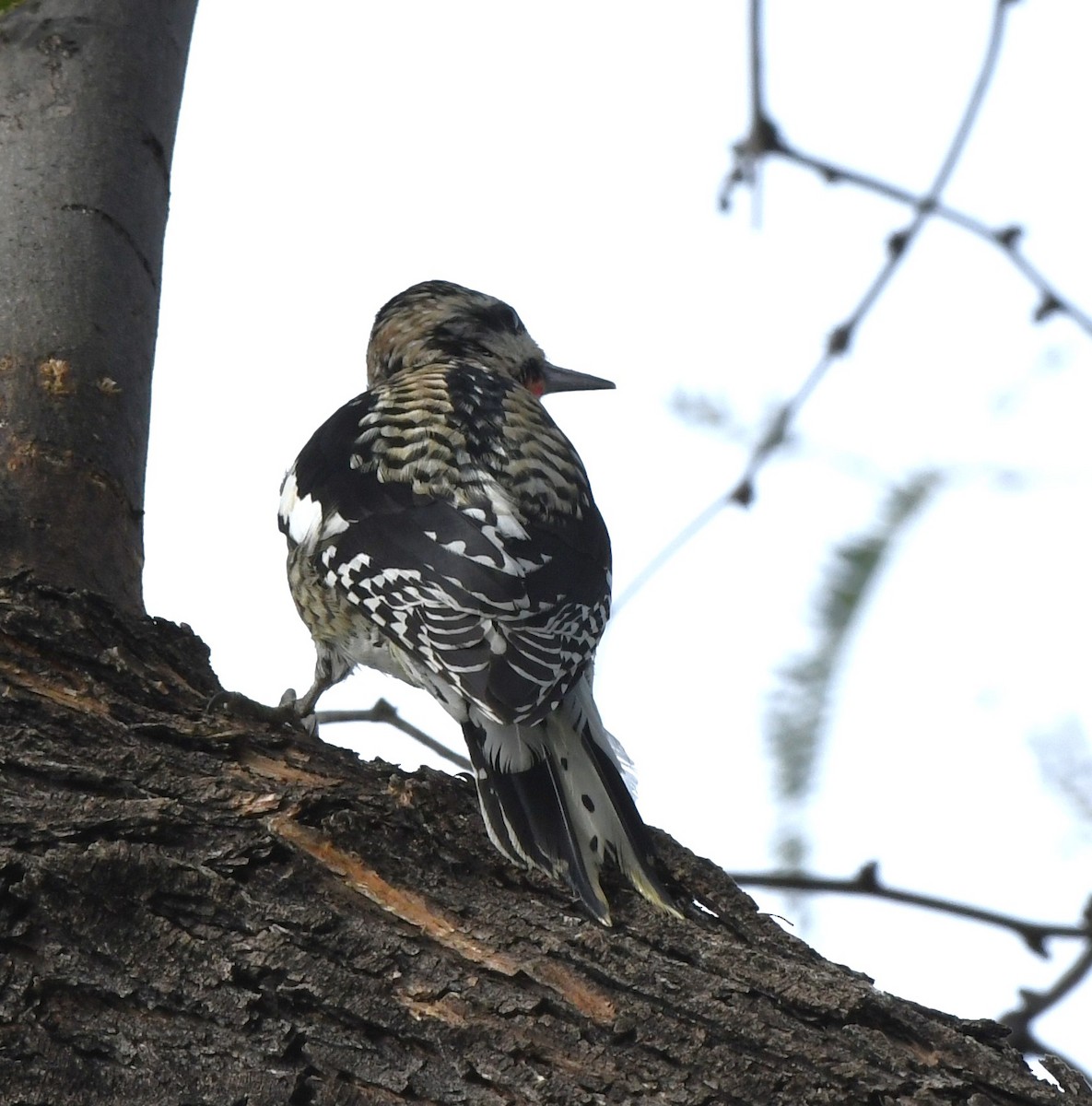 Yellow-bellied Sapsucker - ML612307626