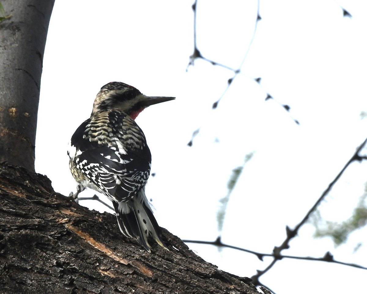 Yellow-bellied Sapsucker - Janine McCabe