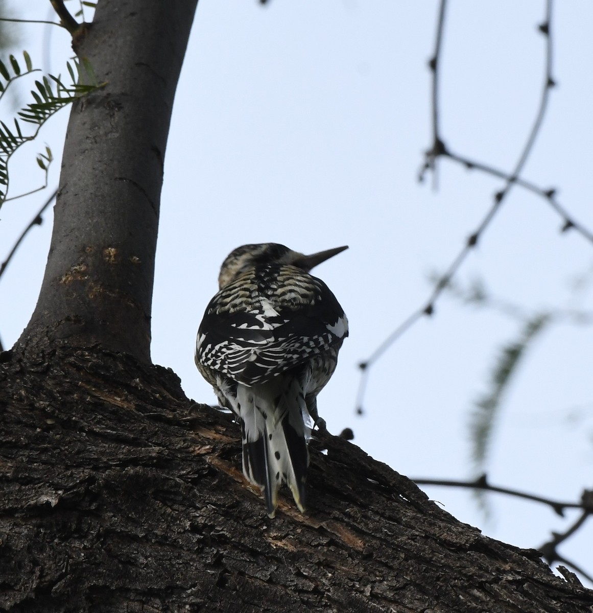 Yellow-bellied Sapsucker - ML612307628