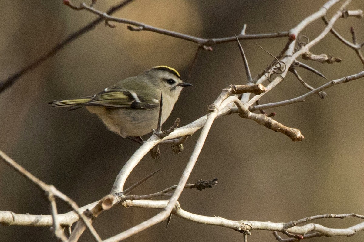 Golden-crowned Kinglet - ML612307680