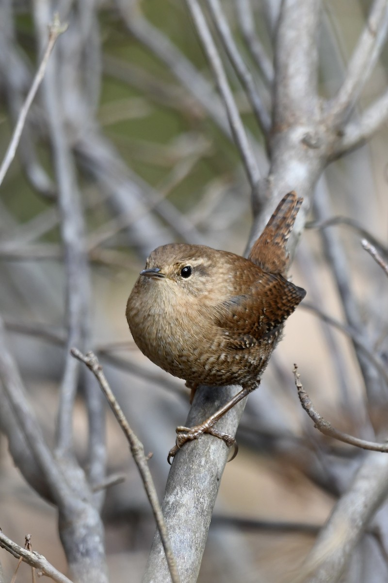 Winter Wren - ML612307704