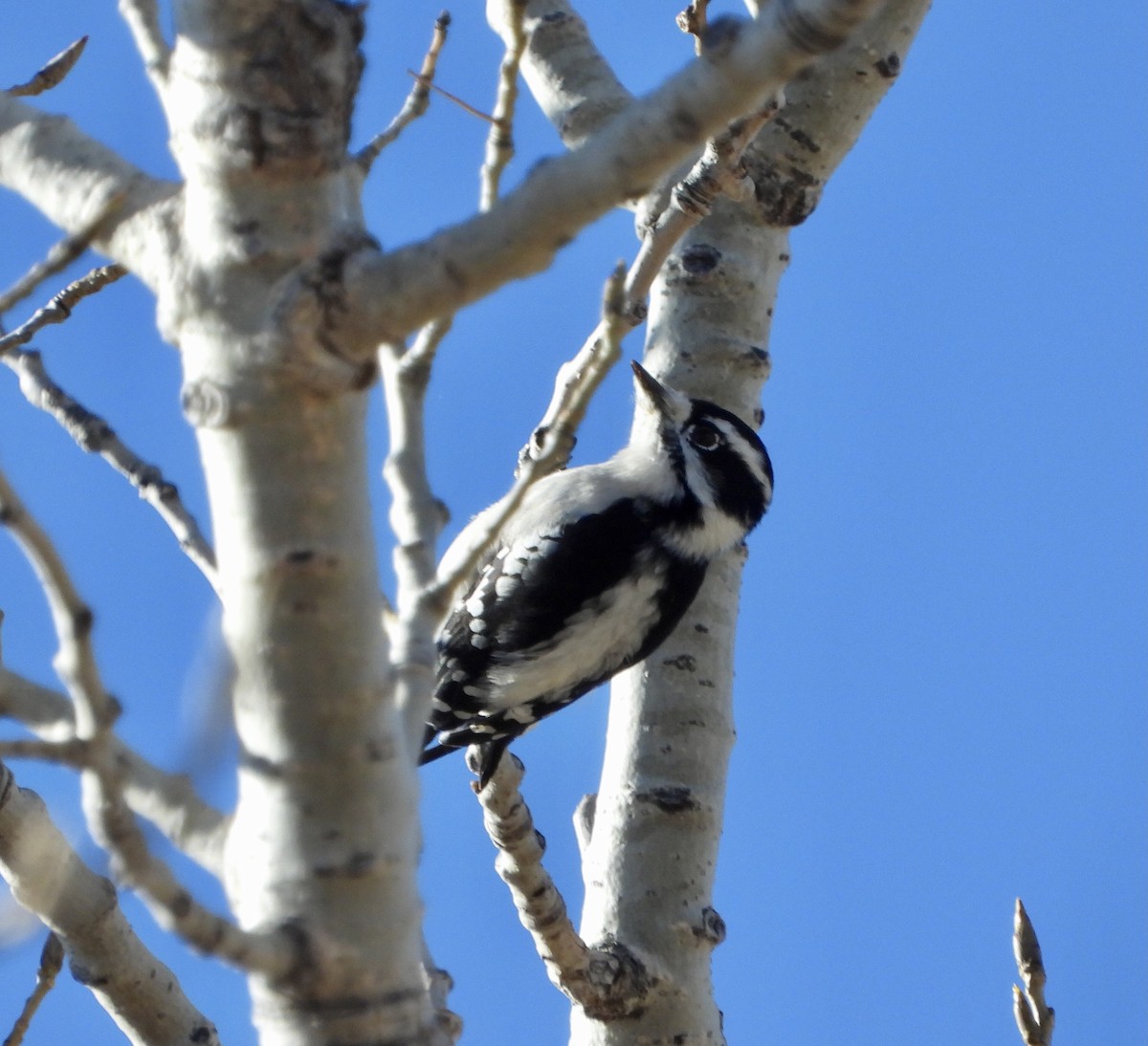 Downy Woodpecker - ML612307715