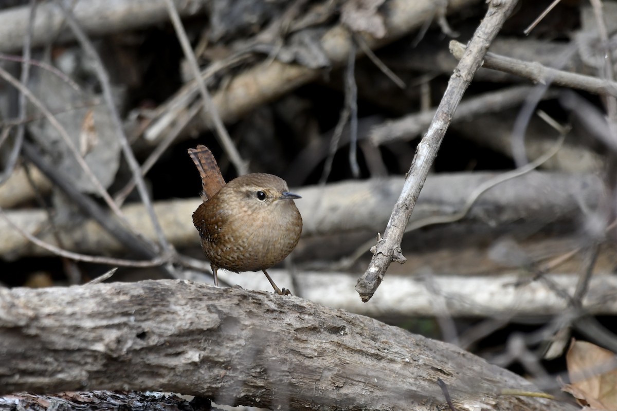 Winter Wren - ML612307723