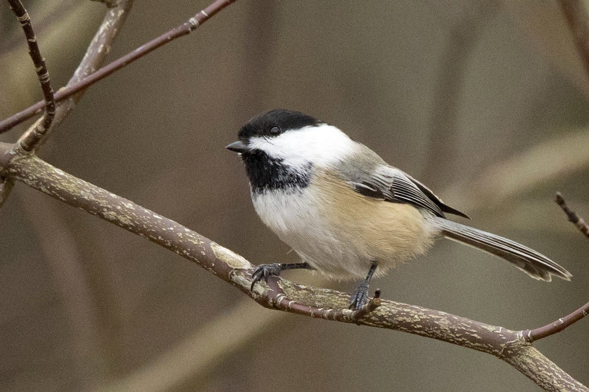 Black-capped Chickadee - ML612307730