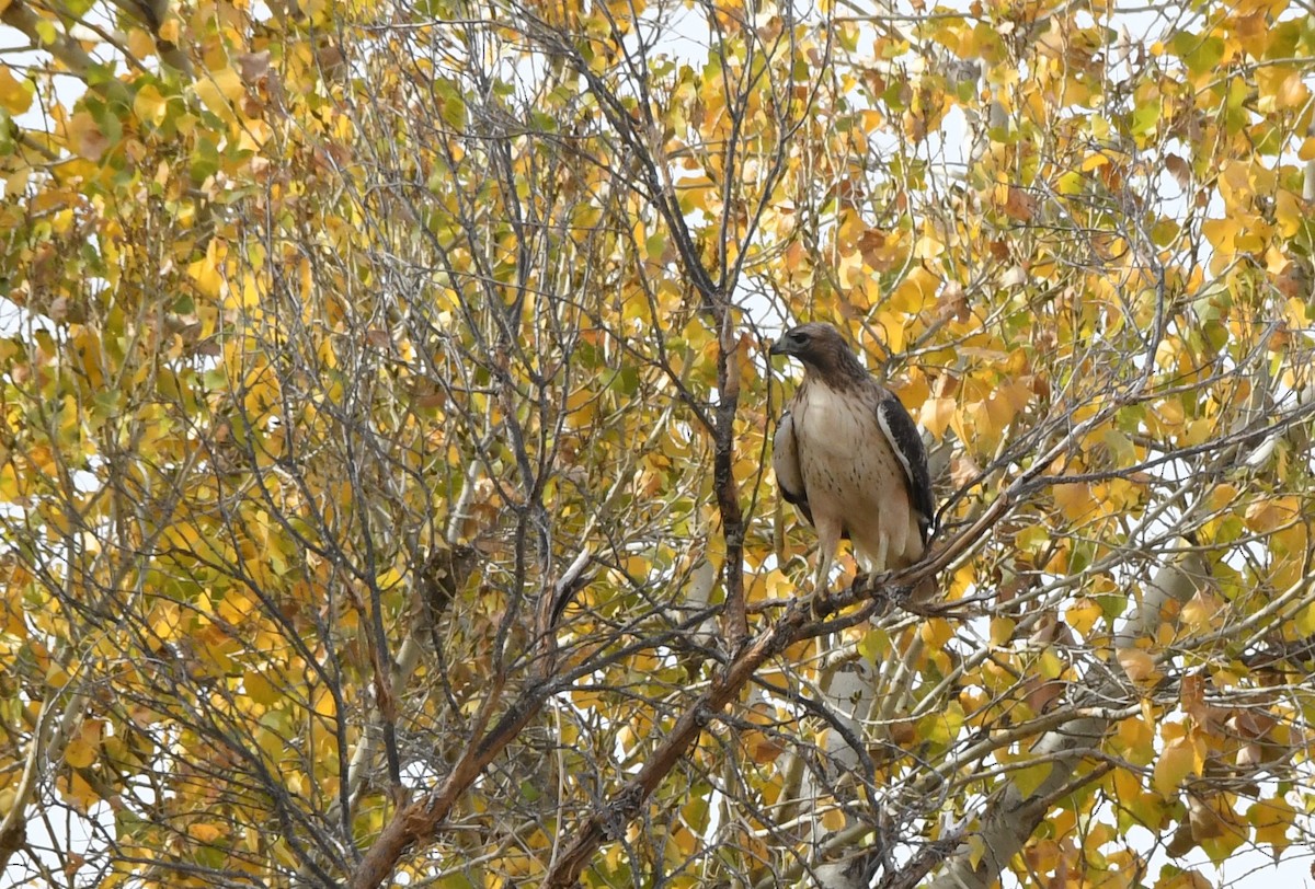 Red-tailed Hawk - ML612307736