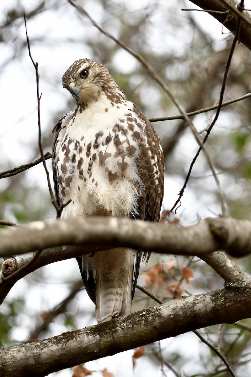 Red-tailed Hawk - ML612307740