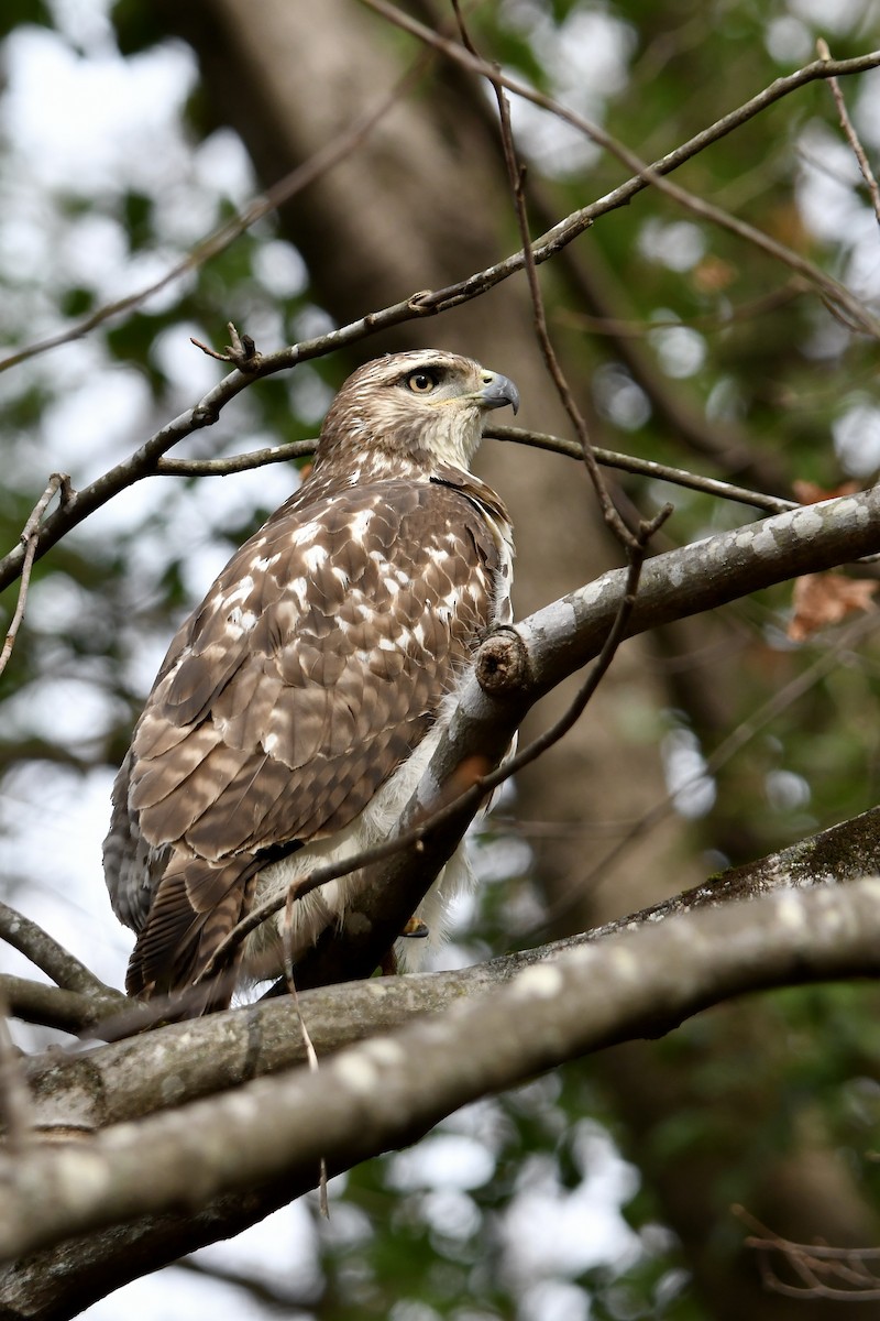 Red-tailed Hawk - ML612307754