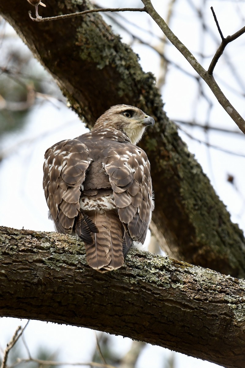 Red-tailed Hawk - ML612307764