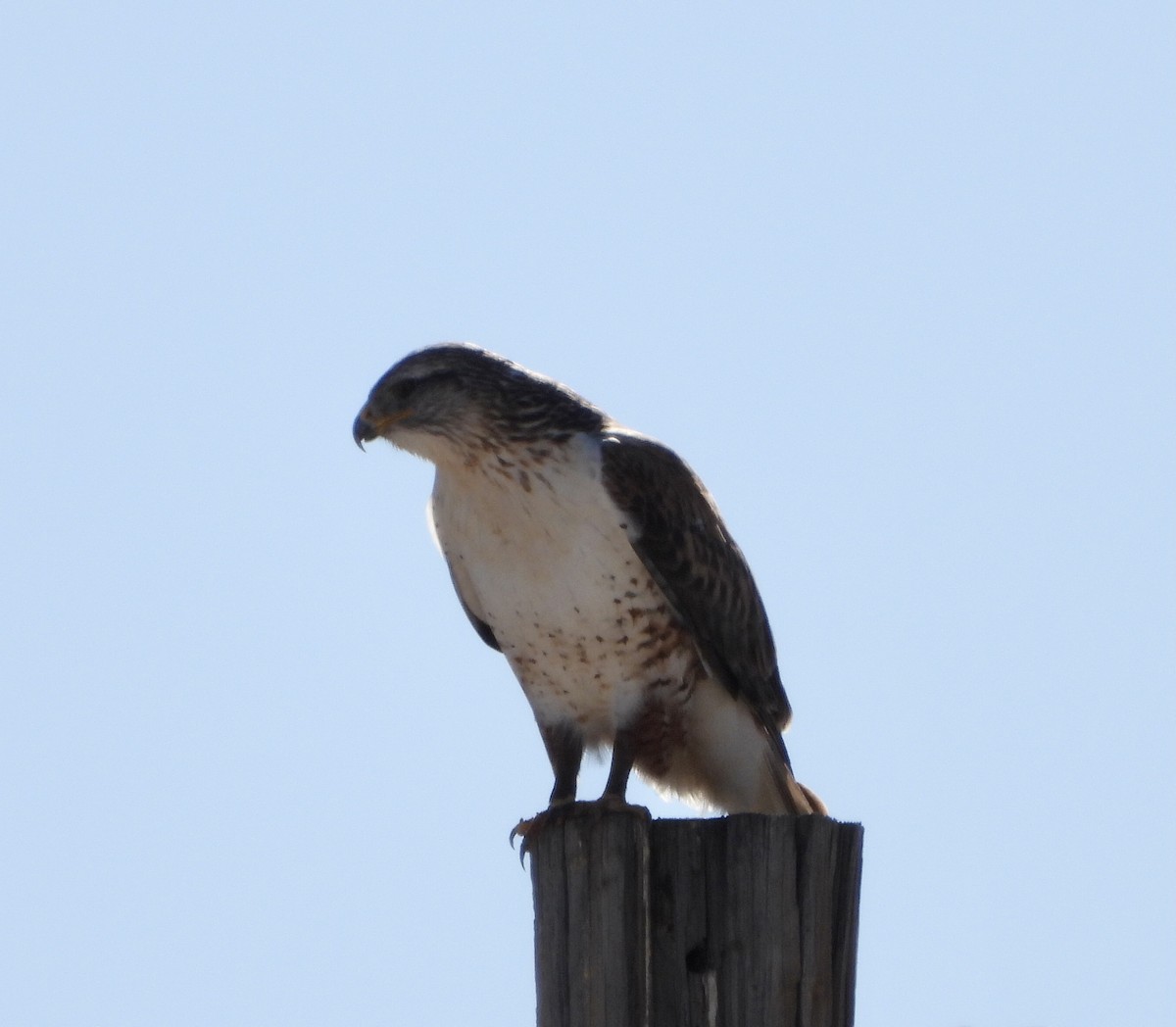 Ferruginous Hawk - ML612307766