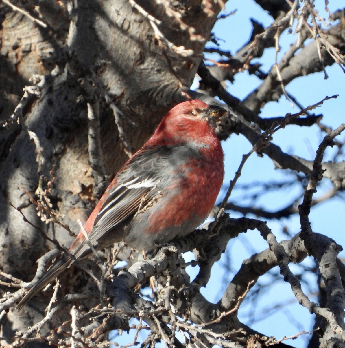 Pine Grosbeak - ML612307800