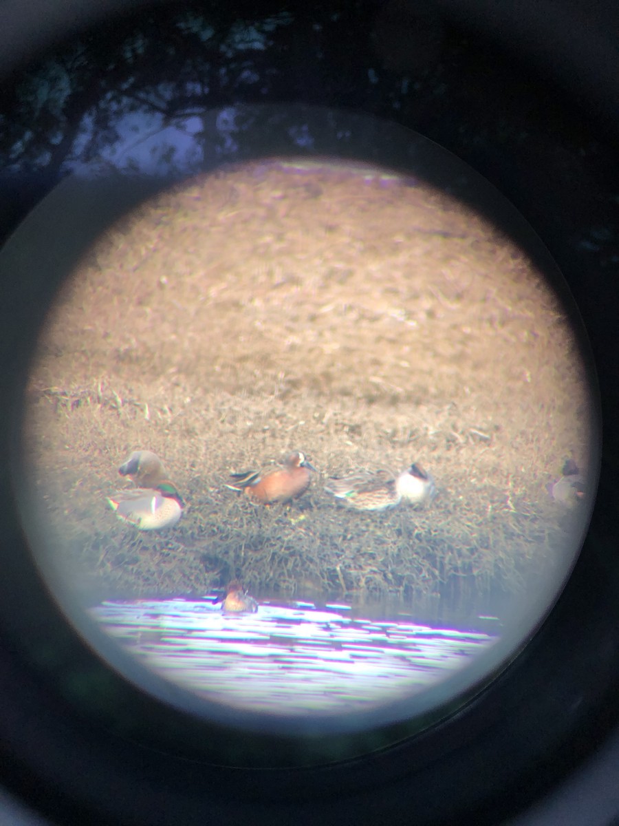 Blue-winged x Cinnamon Teal (hybrid) - ML612307802