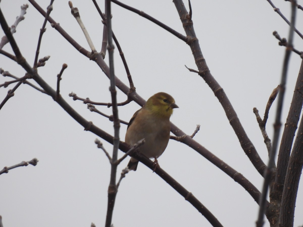 American Goldfinch - John McKay