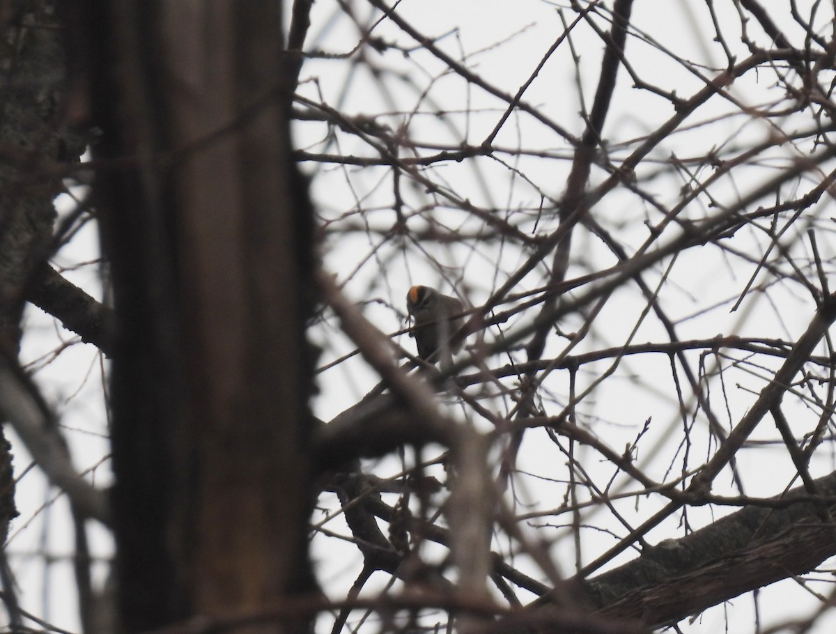 Golden-crowned Kinglet - John McKay