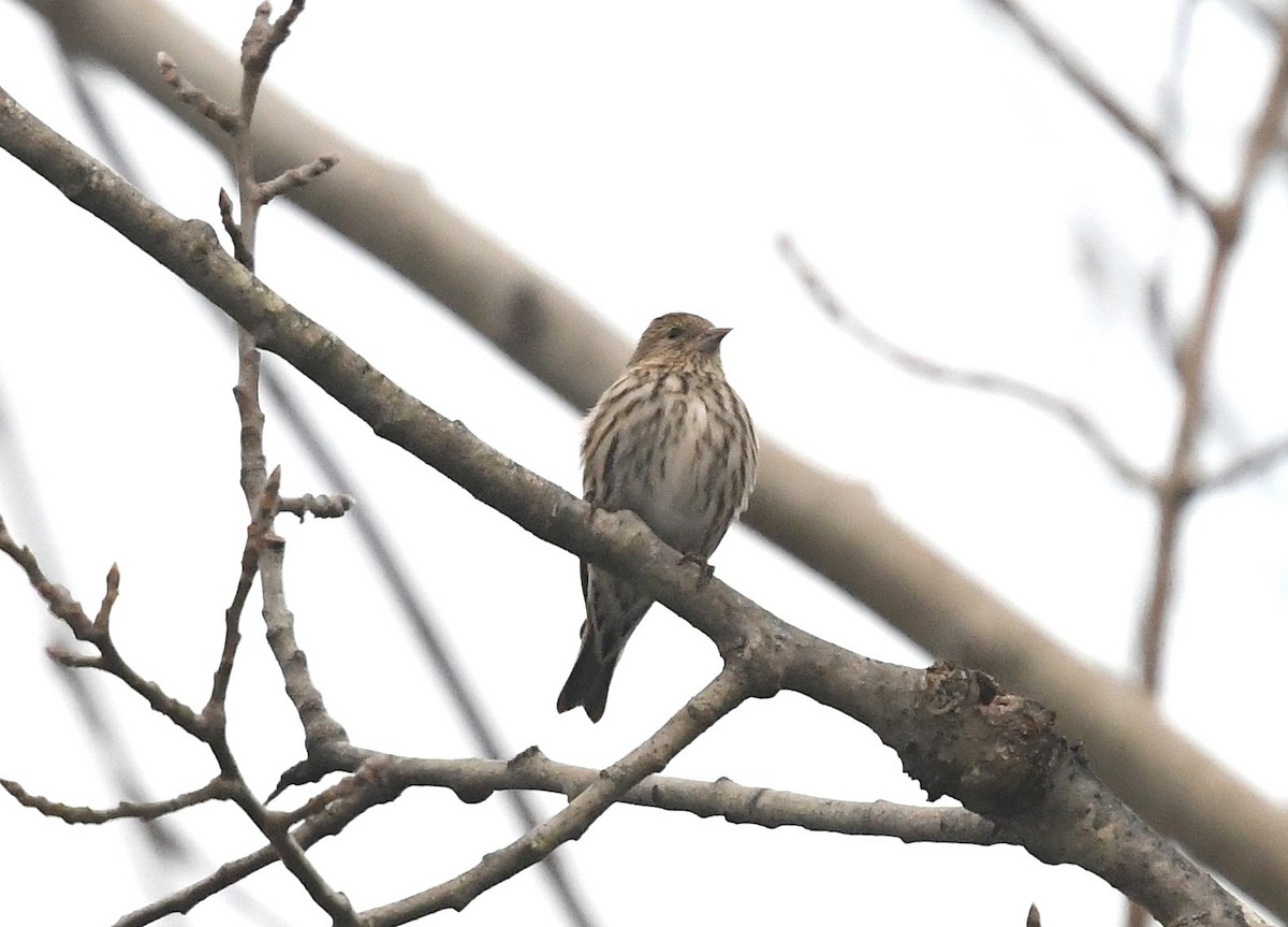 Pine Siskin - ML612307855