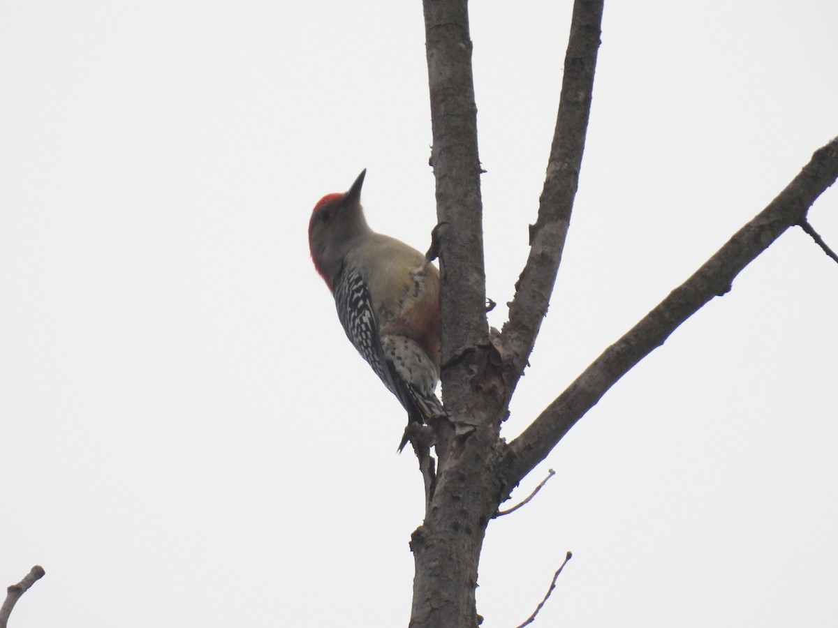 Red-bellied Woodpecker - John McKay