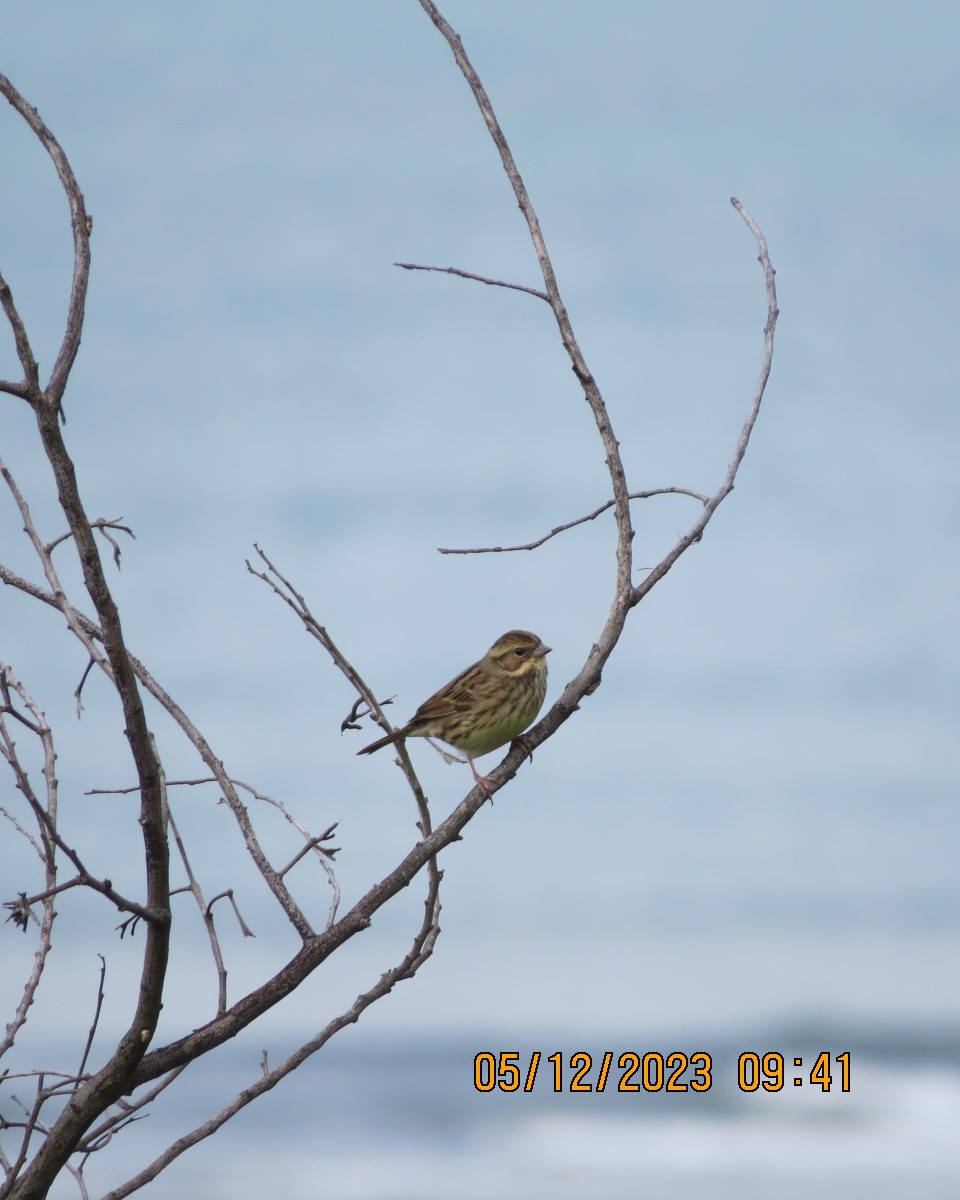 Emberiza sp. - ML612307881