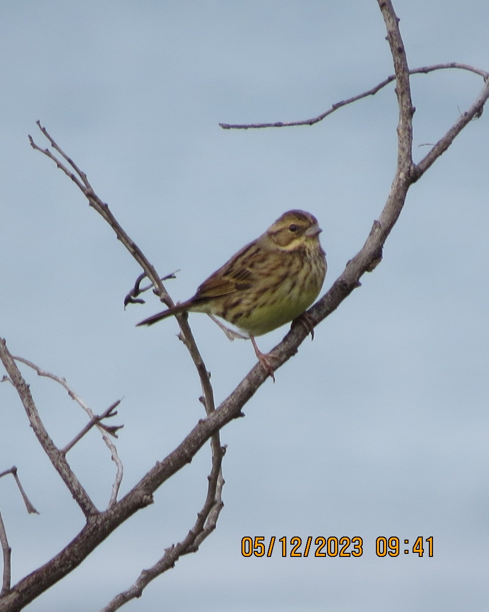 Emberiza sp. - ML612307886