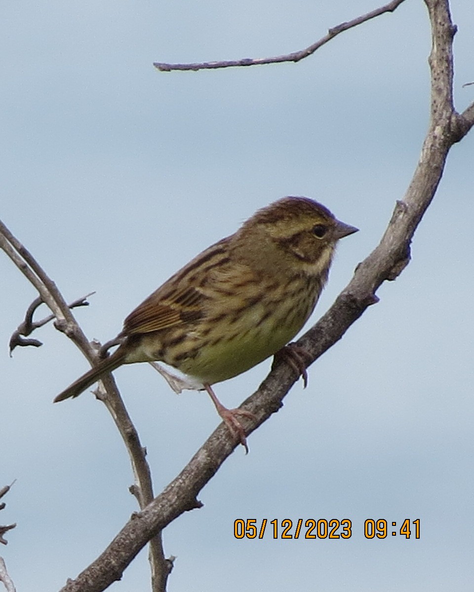 Emberiza sp. - ML612307891