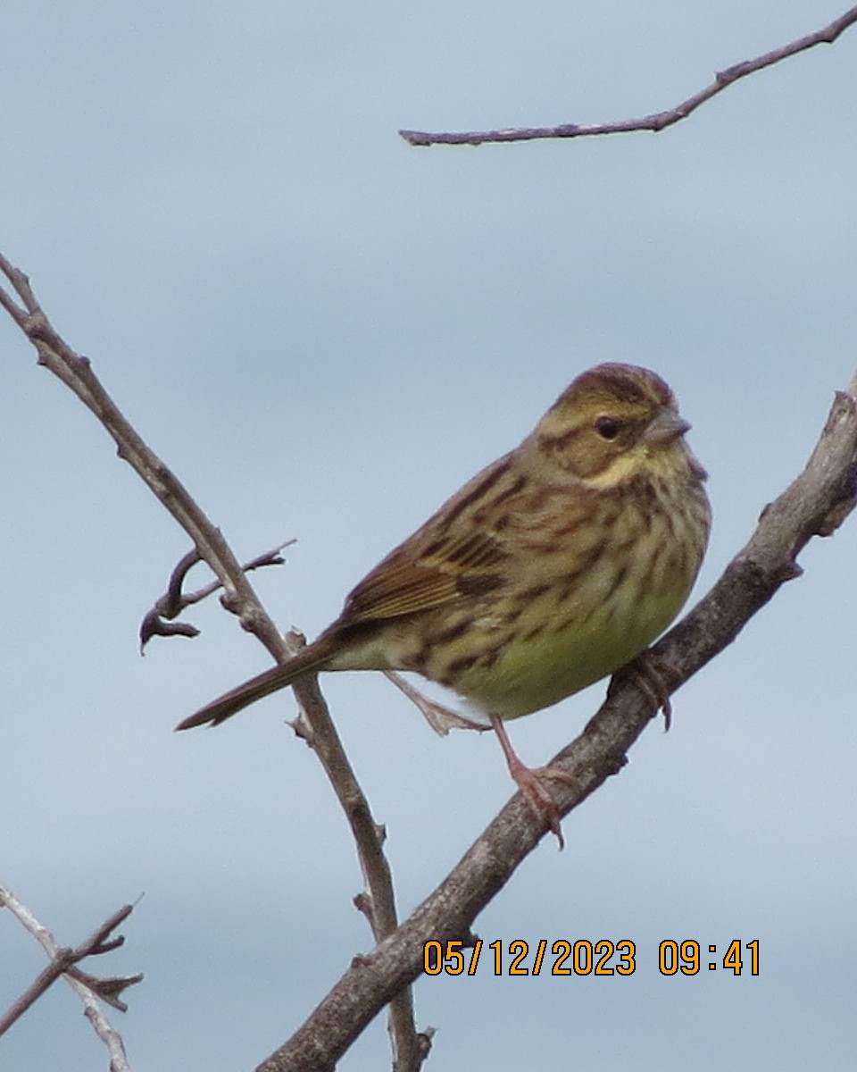 Emberiza sp. - ML612307893