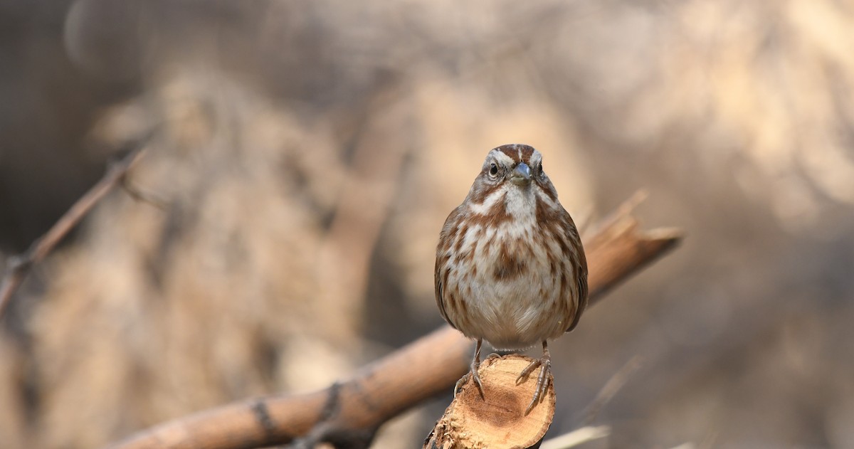 Song Sparrow - Janine McCabe