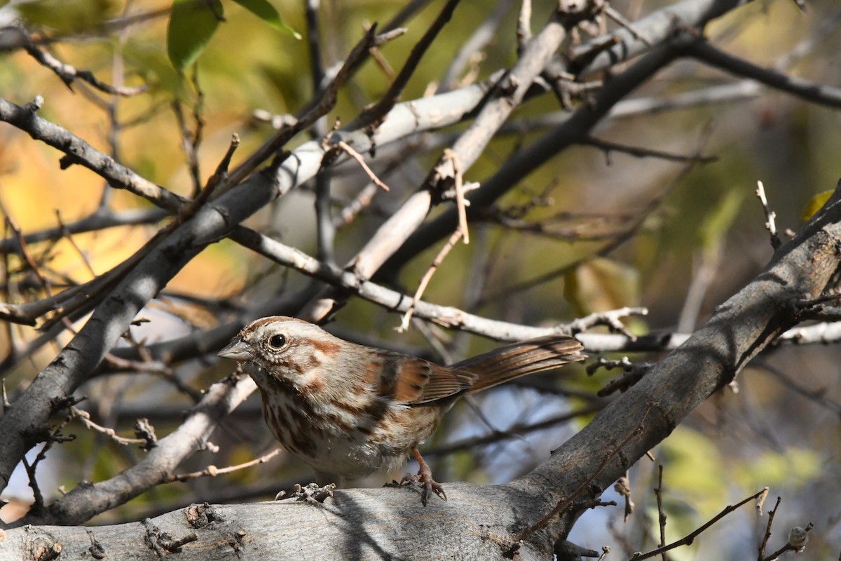 Song Sparrow - Janine McCabe