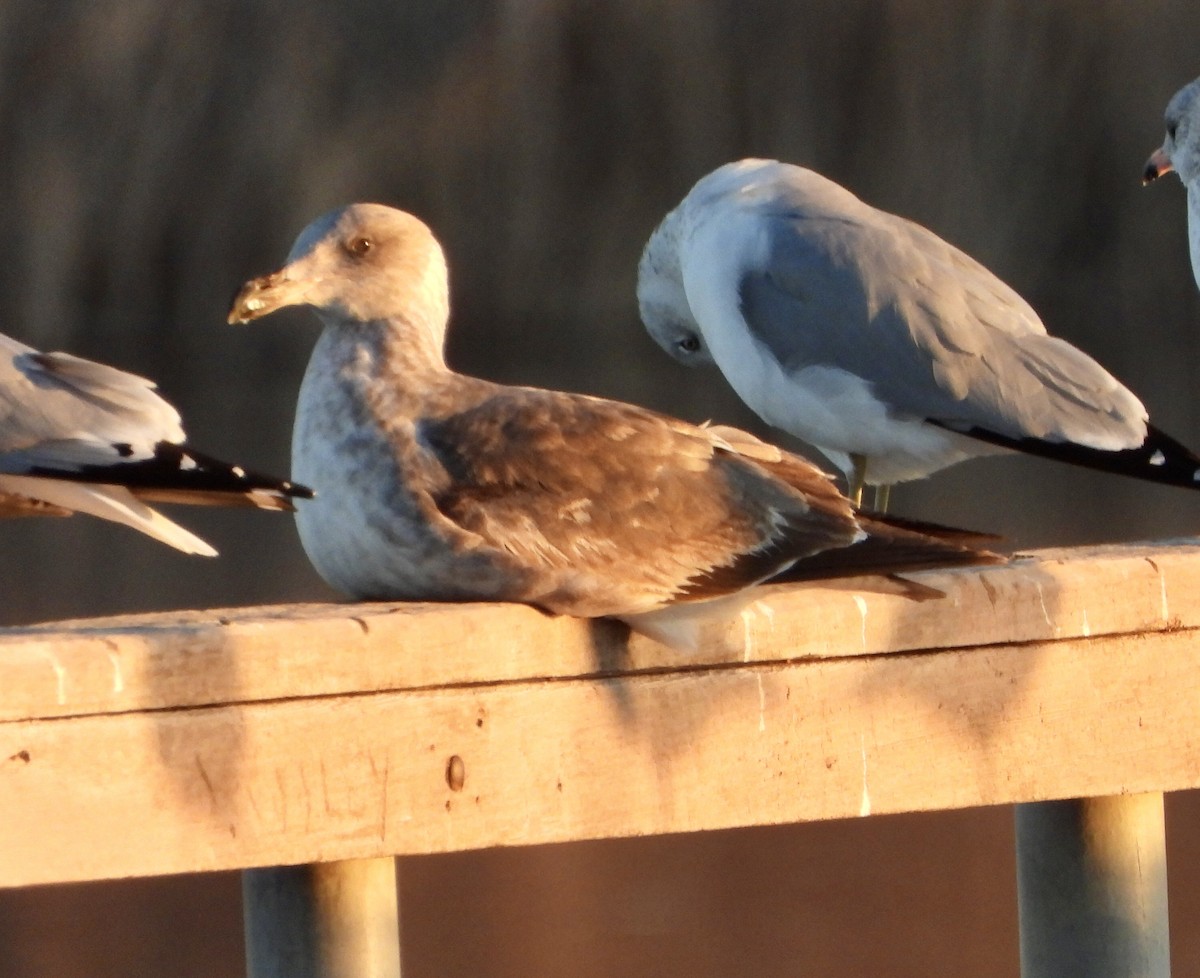 Yellow-footed Gull - ML612307920