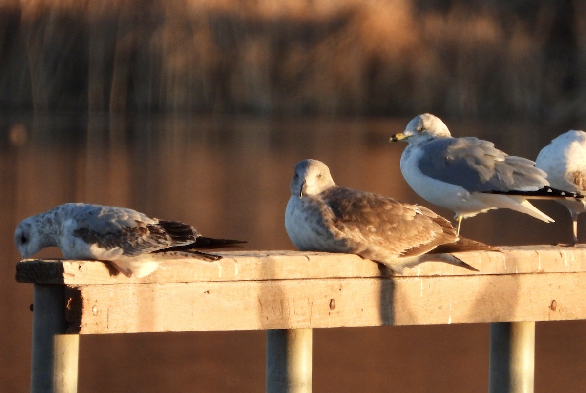 Yellow-footed Gull - ML612307921