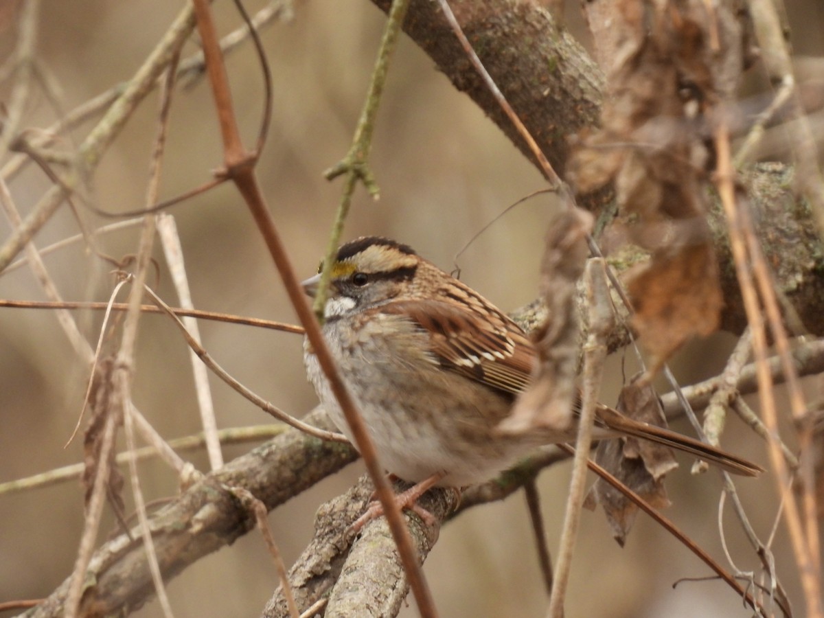 White-throated Sparrow - John McKay