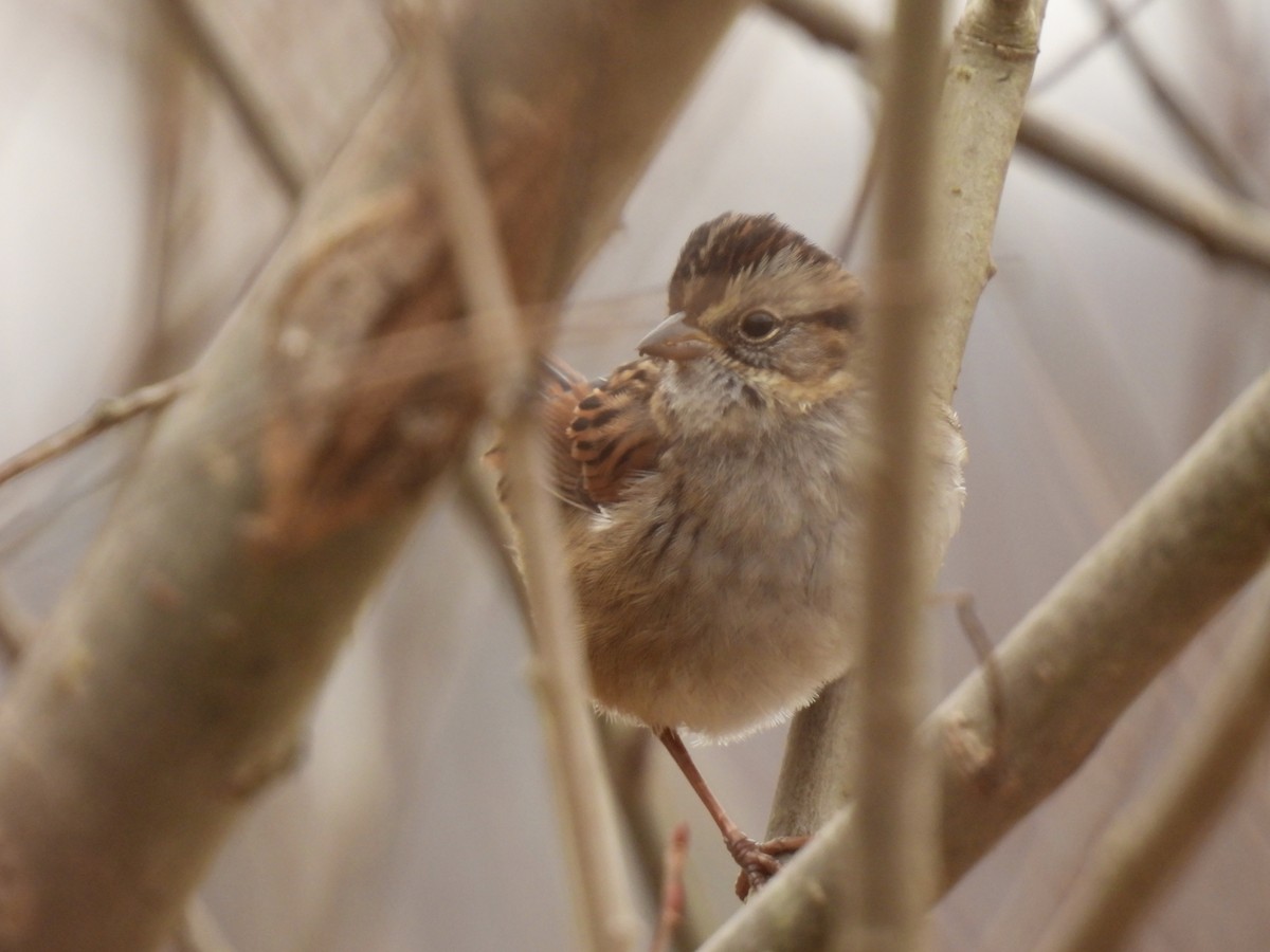 Swamp Sparrow - John McKay