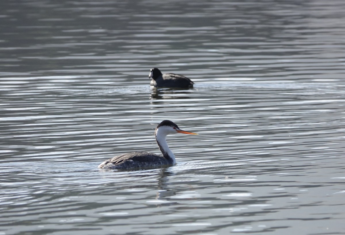 Clark's Grebe - ML612308039