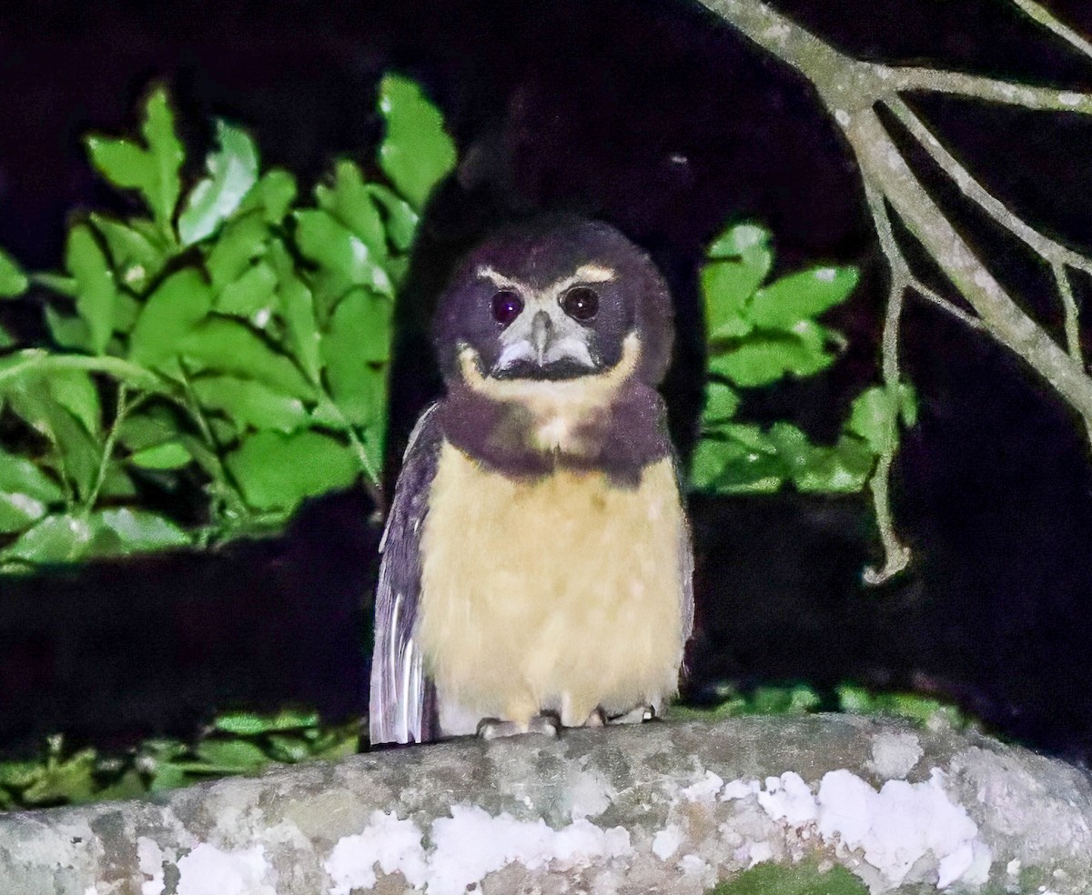 Tawny-browed Owl - Carlos Roberto Chavarria