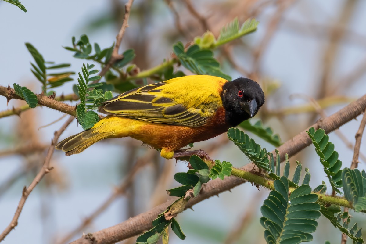 Golden-backed Weaver - ML612308088