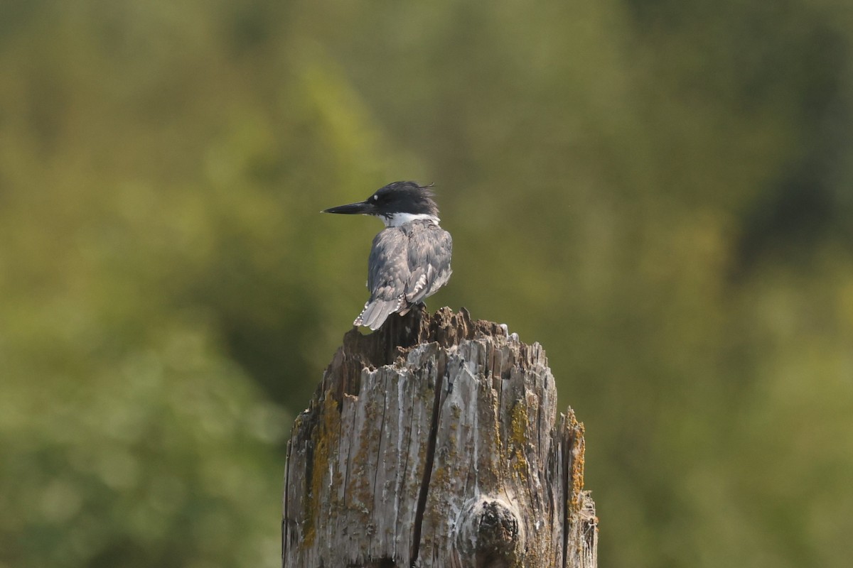 Belted Kingfisher - Michael Gallo