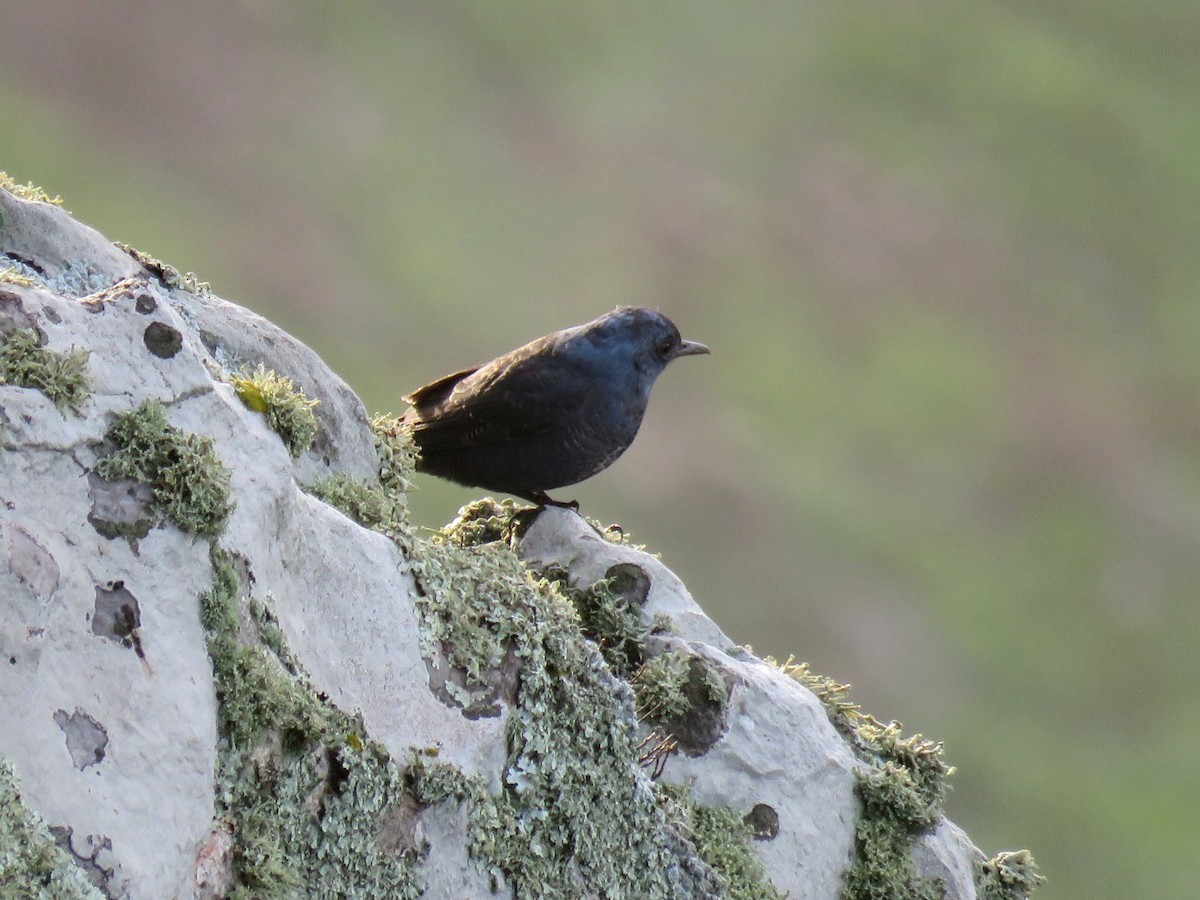 Blue Rock-Thrush - ML612308135