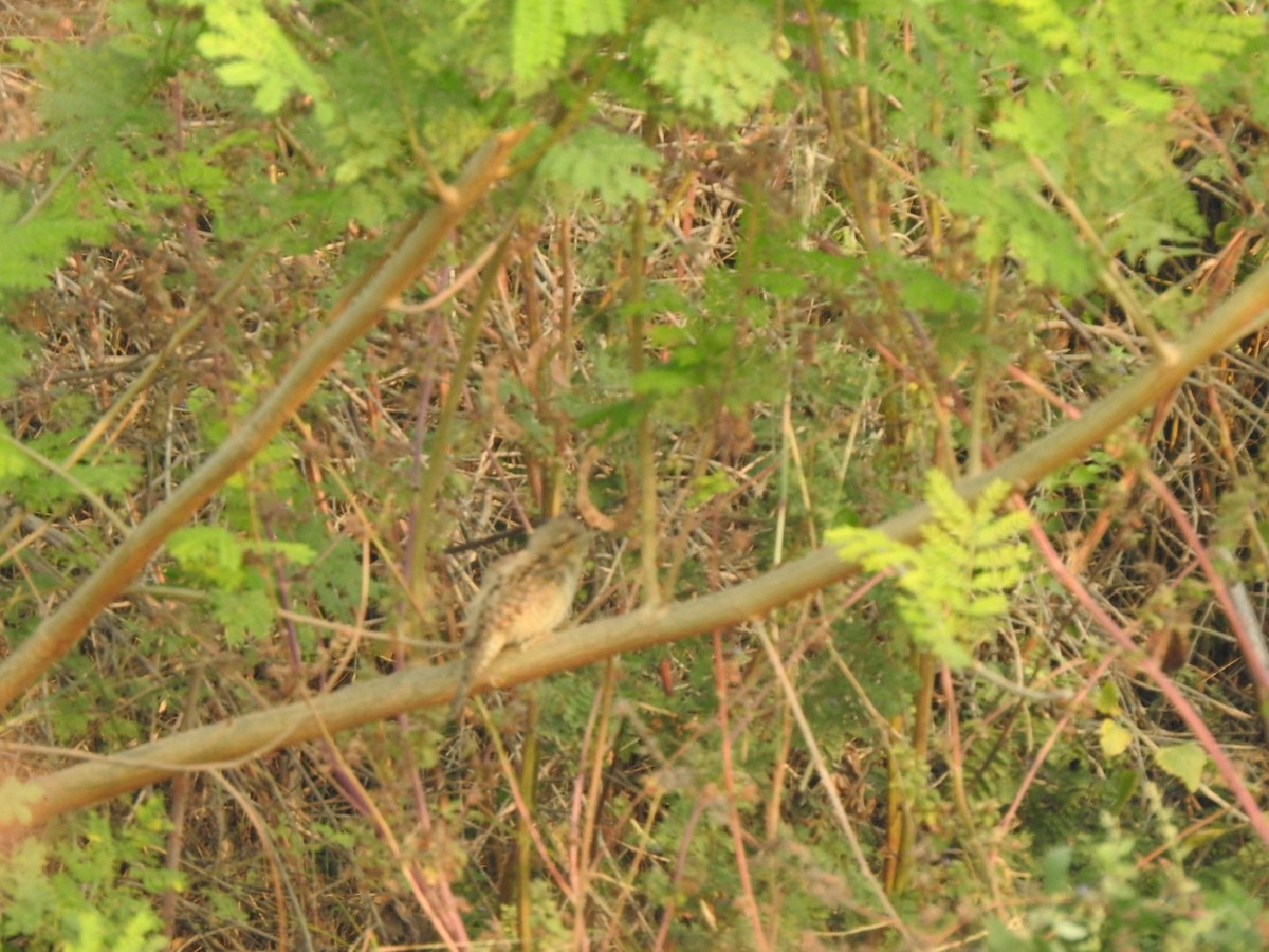 vendehals - ML612308147