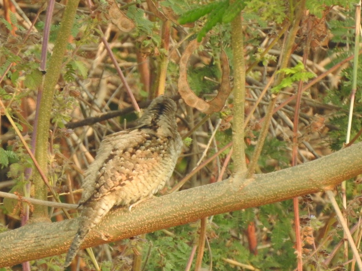 vendehals - ML612308156