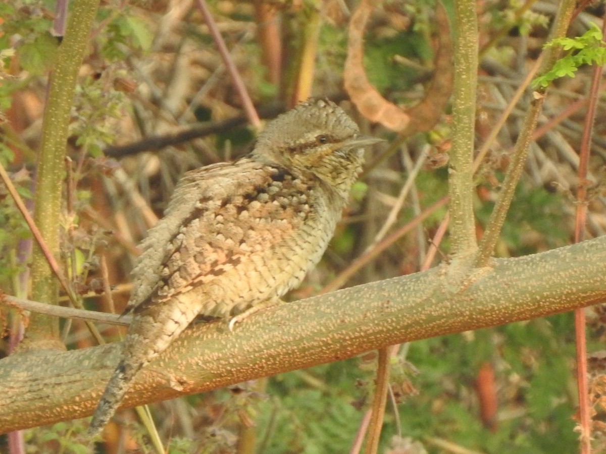 vendehals - ML612308167