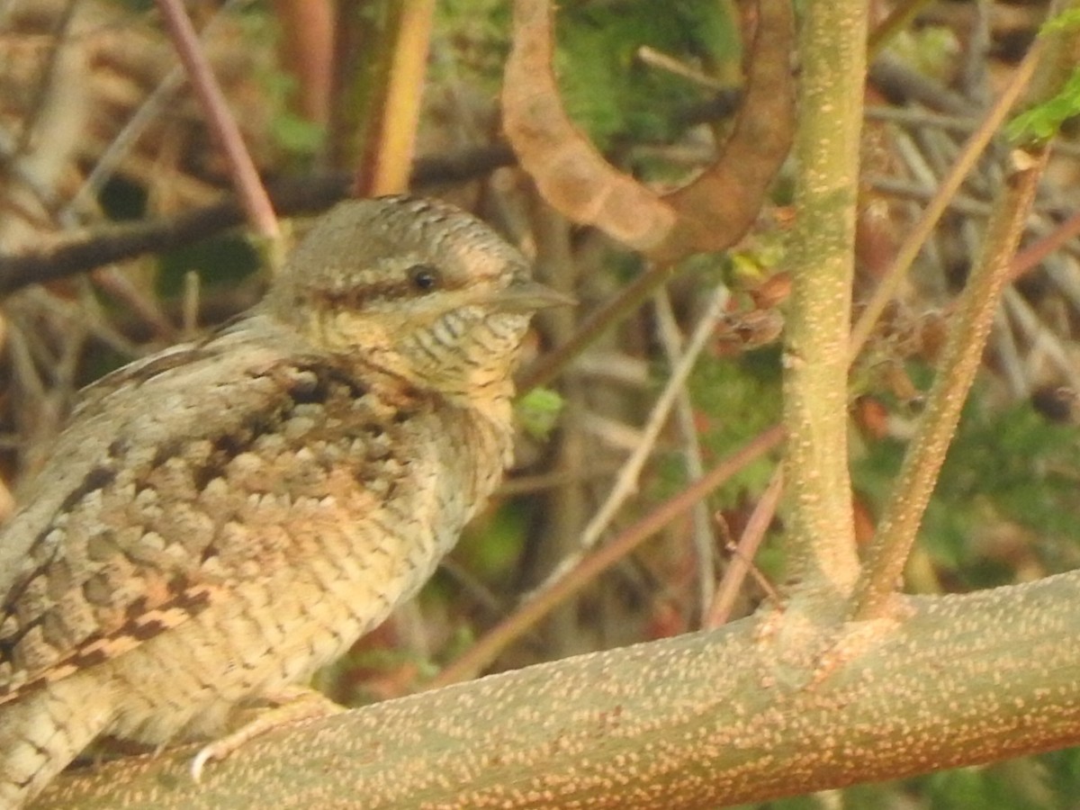 vendehals - ML612308191